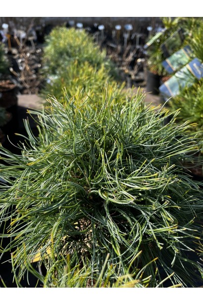 Pinus strobus Сквіглс опис